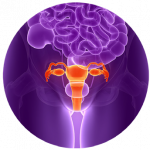 Female anatomy highlighted