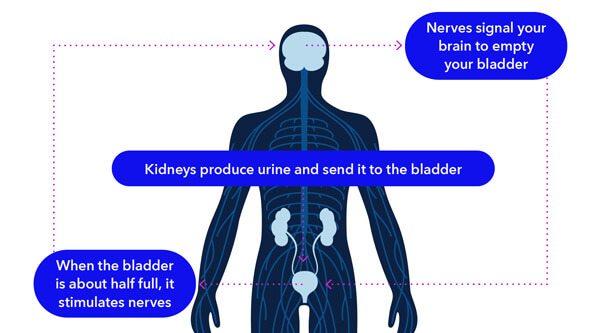 InterStim™ Systems Nerves signal your brain to empty your bladder